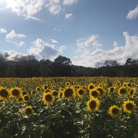Foto tirada no(a) Sussex County Sunflower Maze por Daniela C. em 9/9/2019
