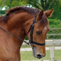 Photo prise au Fosshey Stables &amp;amp; Hanoverian Stud par Sandra T. le3/26/2015