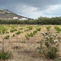 รูปภาพถ่ายที่ Mykonos Vioma Organic Farm &amp;amp; Vineyard โดย Brynn S. เมื่อ 6/17/2023