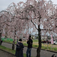日中線のしだれ桜 Tree