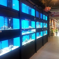 Photos At Chew Thean Yeang Aquatic Pet 周天央 Cty 56 Tips