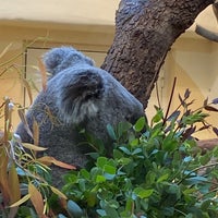 Photo taken at Koala-Gehege by Melanie on 6/11/2020