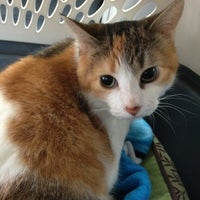 vca augustine loretto