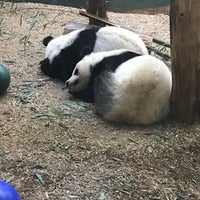 Photo taken at Panda Exhibit by Lance E. P. on 8/17/2019