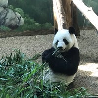 Photo taken at Panda Exhibit by Lance E. P. on 8/17/2019