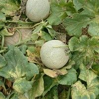 フォレストパーク メロンの森 1 Tip From 94 Visitors