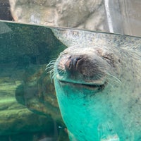 京都水族館 アザラシ水槽 Kyoto Da Akvaryum