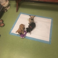 Photo taken at SPCA Adoption Pop Up by Christina M. on 2/8/2017
