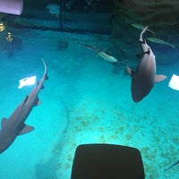 Photo taken at Центр плавания с дельфинами by nima r. on 8/12/2018