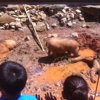 Photo taken at Warthog Exhibit by Courtney I. on 4/12/2013