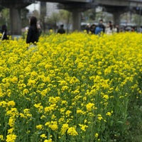 Photo taken at Oncheoncheon Stream by 깜찍이 on 4/2/2017