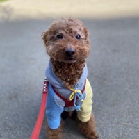 Photo taken at Yoyogi Park Dogrun by Takeshi Y. on 3/14/2024