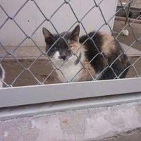 kayseri kedi barinagi
