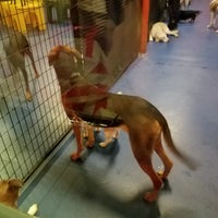 2/21/2017에 Joe D.님이 Urban Pooch Canine Life Center에서 찍은 사진