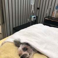 Photo taken at Crystal Pet Hospital by Andrew C. on 10/12/2019