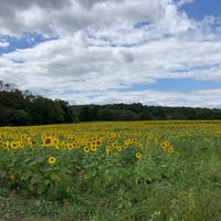 Foto tomada en Sussex County Sunflower Maze  por Margaret Y. el 9/7/2019