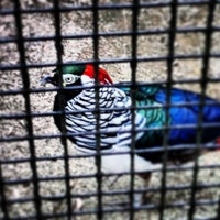 Penang Bird Park (Taman Burung Pulau Pinang) - Jalan Todak - Perai