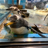 Photo taken at Nagasaki Penguin Aquarium by 三田 on 10/14/2023
