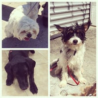 Brooklyn Animal Resource Coalition (BARC) - Dog Run in Brooklyn
