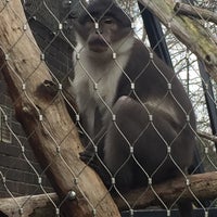 Photo taken at Gorilla Kingdom by Jacques on 1/1/2016