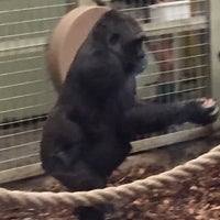 Photo taken at Gorilla Kingdom by Jacques on 1/1/2016