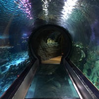 8/19/2017에 Ronald👽 S.님이 Sea Life Aquarium에서 찍은 사진