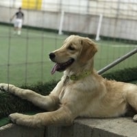 yeni sahlan hali saha soccer field