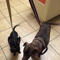 vca mountain view animal hospital