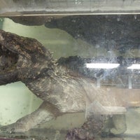 インナー シティ ズー ノア Noah The Inner City Zoo Pet Store In 横浜市