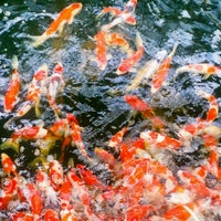 南洋鱼场 Nanyang Fish Farm 1 Tip