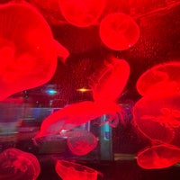 4/18/2024 tarihinde Erica R.ziyaretçi tarafından SEA LIFE Minnesota Aquarium'de çekilen fotoğraf