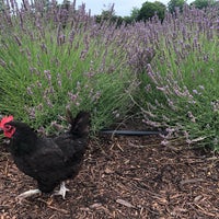 Photo taken at Lavender By the Bay - New York&amp;#39;s Premier Lavender Farm by Becky L. on 7/25/2021