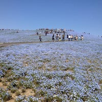 Photo taken at Hitachi Seaside Park by Windi A. on 4/27/2013