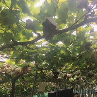 柏原市観光ぶどうセンター Vineyard