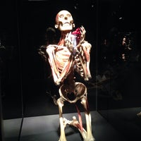 Photo taken at Body Worlds: The Original Exhibition by Nikita G. on 3/28/2016