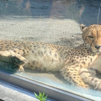 Photo taken at Cheetah by Enohptrams on 6/3/2023