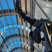 Photo taken at Brachiosaurus Altithorax by Owen H. on 10/9/2022