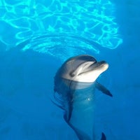 Das Foto wurde bei Antalya Aksu Dolphinarium von Angelina M. am 4/3/2016 aufgenommen