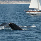 Das Foto wurde bei Dana Wharf Whale Watching von Dana Wharf Whale Watching am 5/26/2015 aufgenommen