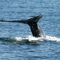 Das Foto wurde bei Dana Wharf Whale Watching von Dana Wharf Whale Watching am 5/26/2015 aufgenommen
