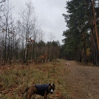 Photo taken at Лес by Well V. on 11/3/2019