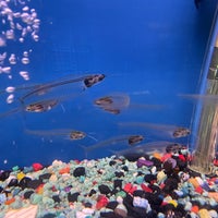 Photo taken at Pet Zone Tropical Fish by Roger M. on 9/24/2022