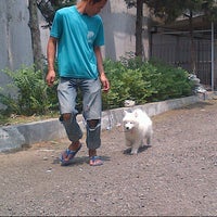 Review 18 Kennel Samoyed