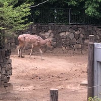 Photo taken at Pere David&amp;#39;s deer by takemiho on 4/29/2019