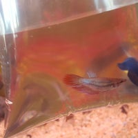 Trop aquarium cheap