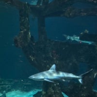 Foto scattata a Shark Reef Aquarium da Brian C. il 4/18/2024