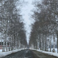 十勝牧場 白樺並木 音更町 北海道 十勝牧場 白樺並木 音更町 北海道