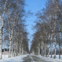 十勝牧場 白樺並木 音更町 北海道 十勝牧場 白樺並木 音更町 北海道