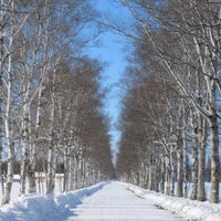 十勝牧場 白樺並木 音更町 北海道 十勝牧場 白樺並木 音更町 北海道