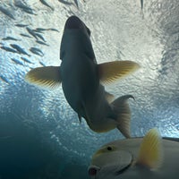 Photo taken at Underwater World Pattaya by Ⓜ️ehⓂ️et on 2/28/2024